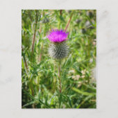 Scottish Thistle Postkarte (Vorderseite)