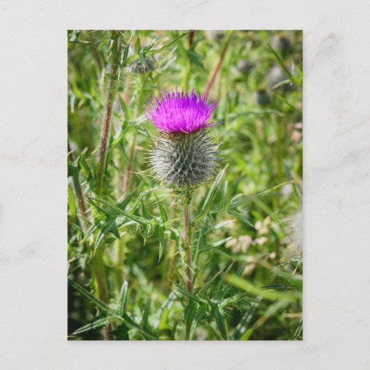 Scottish Thistle Postkarte (Vorderseite)