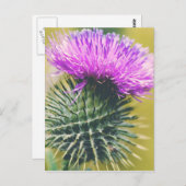Scottish Thistle Postkarte (Vorne/Hinten)