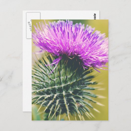 Scottish Thistle Postkarte (Vorne/Hinten)