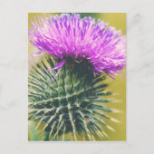 Scottish Thistle Postkarte (Vorderseite)