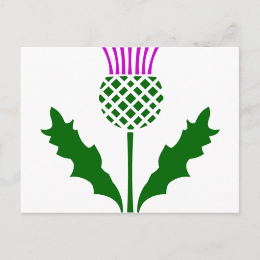 Scottish Thistle Postkarte (Vorderseite)