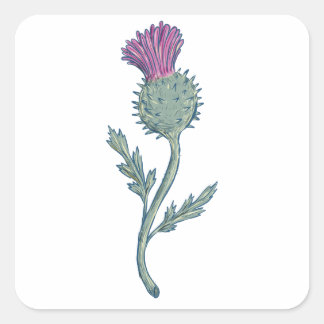 Scottish Thistle Zeichnend Quadratischer Aufkleber