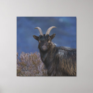 Scottish Wild Goat Leinwanddruck