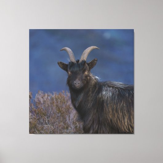 Scottish Wild Goat Leinwanddruck (Vorderseite)