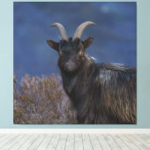 Scottish Wild Goat Leinwanddruck (Insitu (Holzboden))