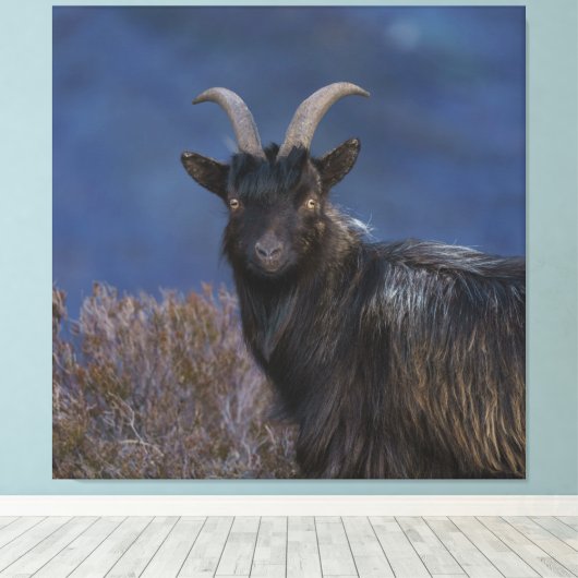 Scottish Wild Goat Leinwanddruck (Insitu (Holzboden))