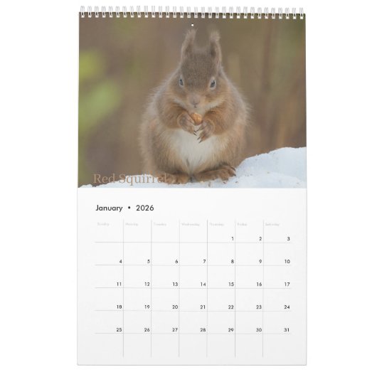 Scottish Wildlife Calendar 2022 Kalender (Jan 2026)