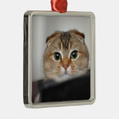 Scottishfalte erschrocken silbernes ornament (Rechts)