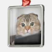 Scottishfalte erschrocken silbernes ornament (Links)