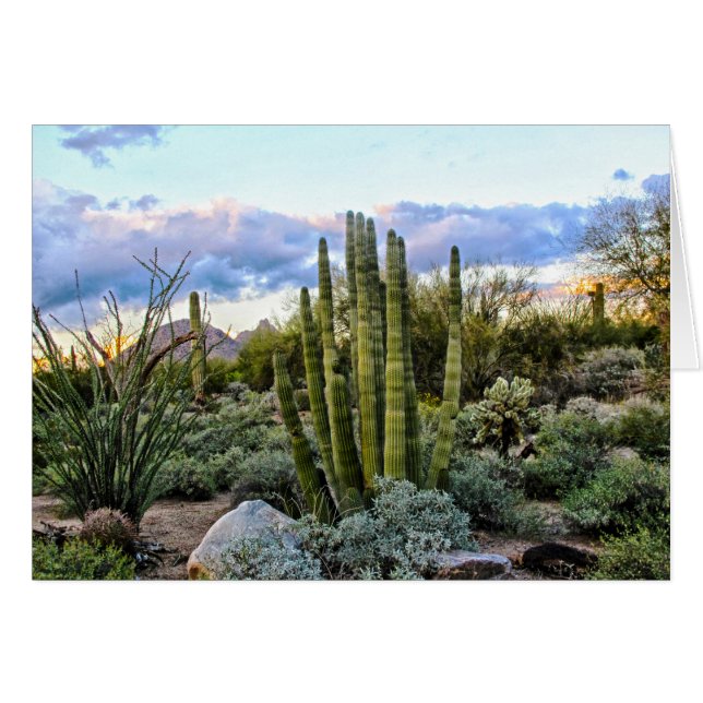Scottsdale Succulent Sunset (Vorderseite (Horizontal))