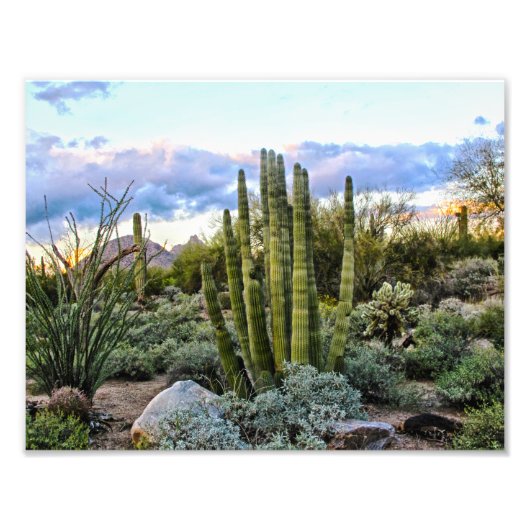 Scottsdale Succulent Sunset Fotodruck (Vorne)