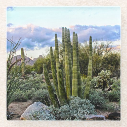 Scottsdale Succulent Sunset Glasuntersetzer (Vorderseite)