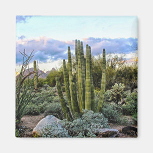 Scottsdale Succulent Sunset (kein Text) Magnet