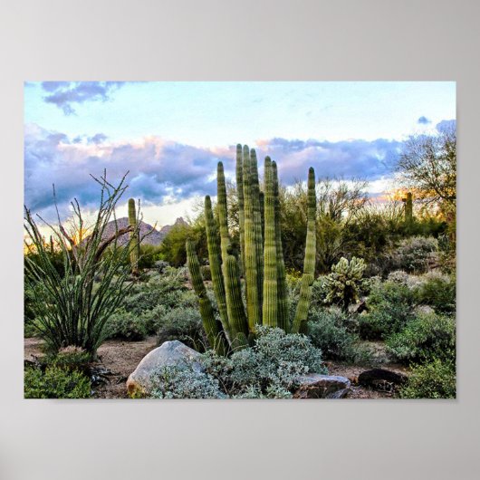 Scottsdale Succulent Sunset Poster (Vorne)