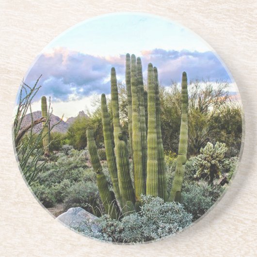 Scottsdale Succulent Sunset Sandstein Untersetzer (Vorne)