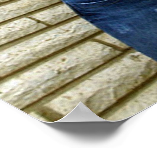 Scotty Vanity Blume Poster (Ecke)