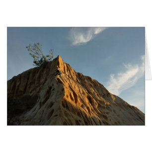 Scraggy Torrey Pine bei Sunset California Coast