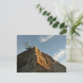 Scraggy Torrey Pine bei Sunset California Coast Postkarte (Stehend Vorderseite)