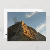 Scraggy Torrey Pine bei Sunset California Coast Postkarte (Vorne/Hinten)