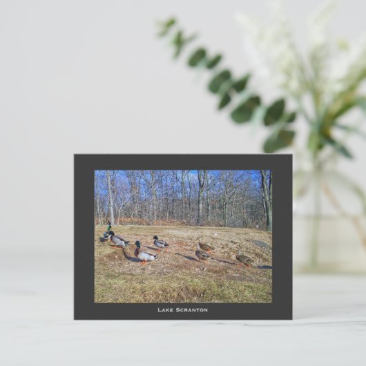 Scranton PA-Lake Scranton Post Card-Duck Walk Postkarte (Stehend Vorderseite)