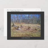 Scranton PA-Lake Scranton Post Card-Duck Walk Postkarte (Vorne/Hinten)