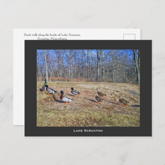 Scranton PA-Lake Scranton Post Card-Duck Walk Postkarte (Vorne/Hinten)