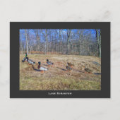 Scranton PA-Lake Scranton Post Card-Duck Walk Postkarte (Vorderseite)