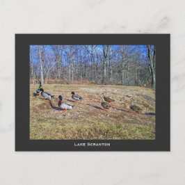 Scranton PA-Lake Scranton Post Card-Duck Walk Postkarte