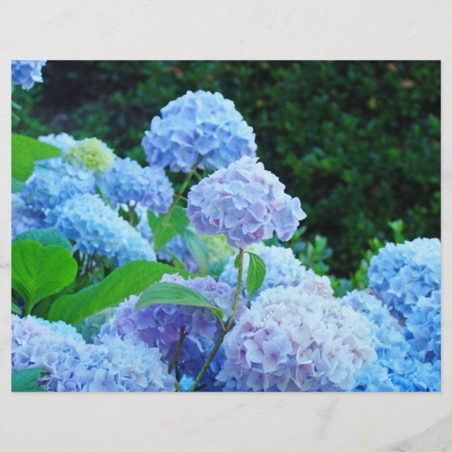Scrapbook paper Blue Hydrangea Blume Garden (Vorderseite)