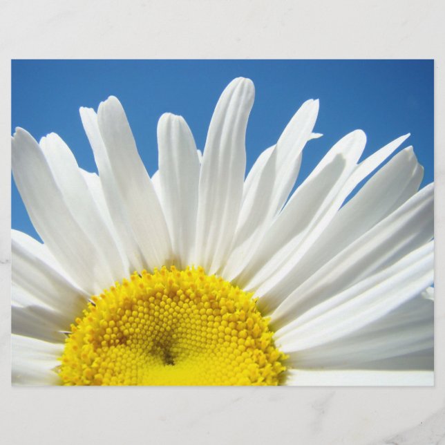 Scrapbooking Paper White Daisy Blume Blue Sky (Vorderseite)