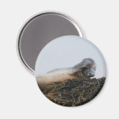 Scratching-Siegel-Magnet Magnet (Vorderseite/Rückseite)