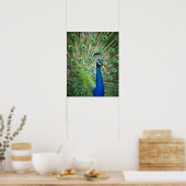Screaming peacock poster (Küche)