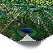 Screaming peacock poster (Ecke)