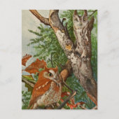 Screech Owl (Farbphasen) Postkarte (Vorderseite)