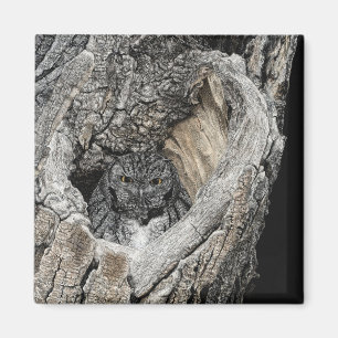 Screech Owl Magnet - "Herz von San Pedro"