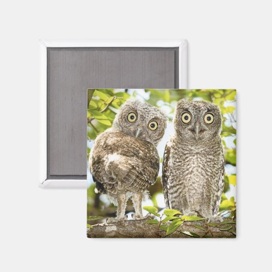 Screech Owls Chicks 2 Magnet (Vorderseite/Rückseite)
