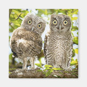 Screech Owls Chicks 2 Magnet (Vorne)