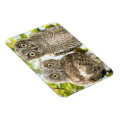 Screech Owls Chicks 2 Magnet (Rechte Seite)