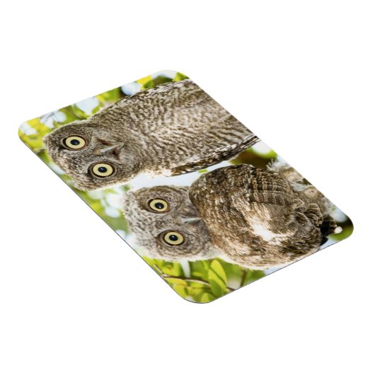Screech Owls Chicks 2 Magnet (Rechte Seite)