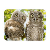 Screech Owls Chicks 2 Magnet (Horizontal)