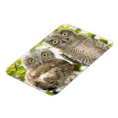 Screech Owls Chicks 2 Magnet (Linke Seite)