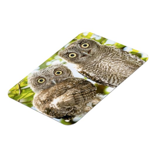 Screech Owls Chicks 2 Magnet (Linke Seite)