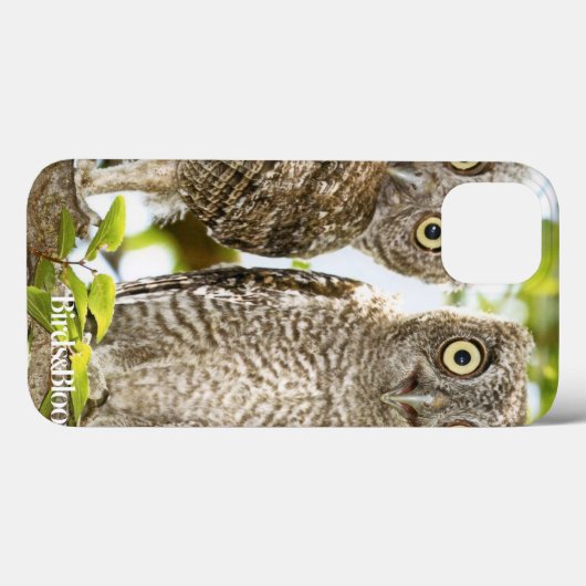 Screech Owls Chicks Case-Mate iPhone Hülle (Rückseite (Horizontal))