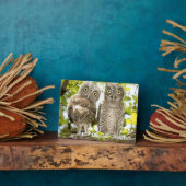 Screech Owls Chicks Fotoplatte (Seite)