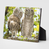 Screech Owls Chicks Fotoplatte (Seite)