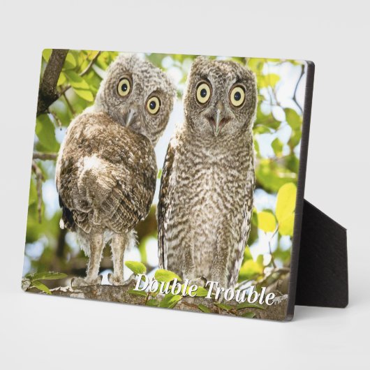 Screech Owls Chicks Fotoplatte (Seite)