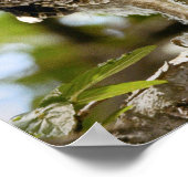 Screech Owls Chicks Poster (Ecke)