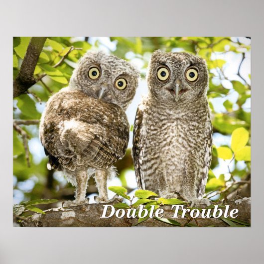 Screech Owls Chicks Poster (Vorne)