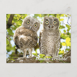 Screech Owls Chicks Postkarte